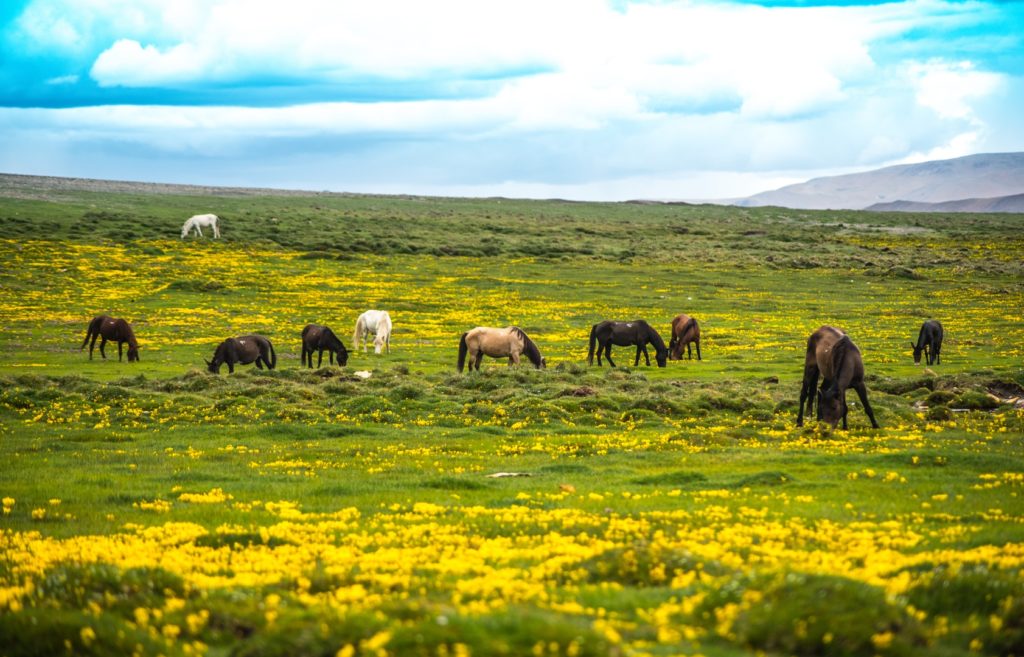 Rupshu plains of Changthang plateau 
