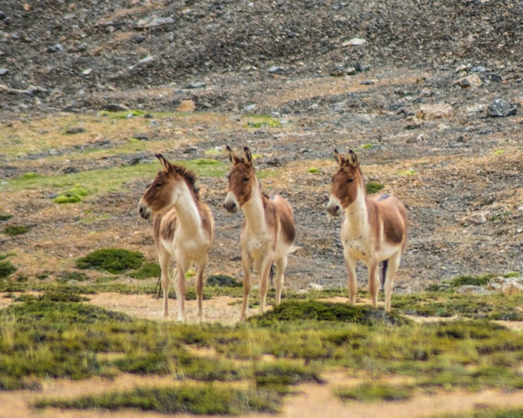 Kiangs at Spiti Valley | Parang - La trek 