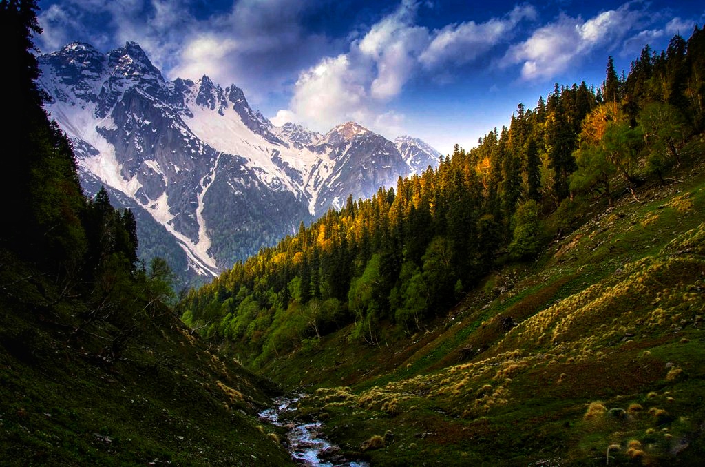 Pine Forest | Buran Ghati trek 