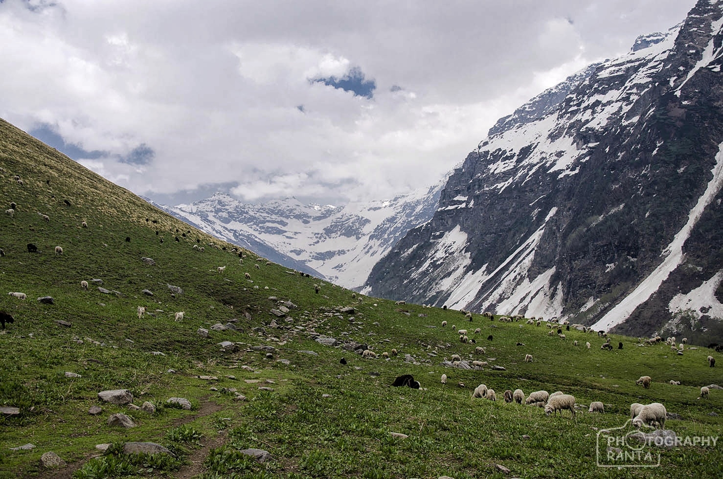 Sheep grazing on Litham Thach (en route buran pass) meadows