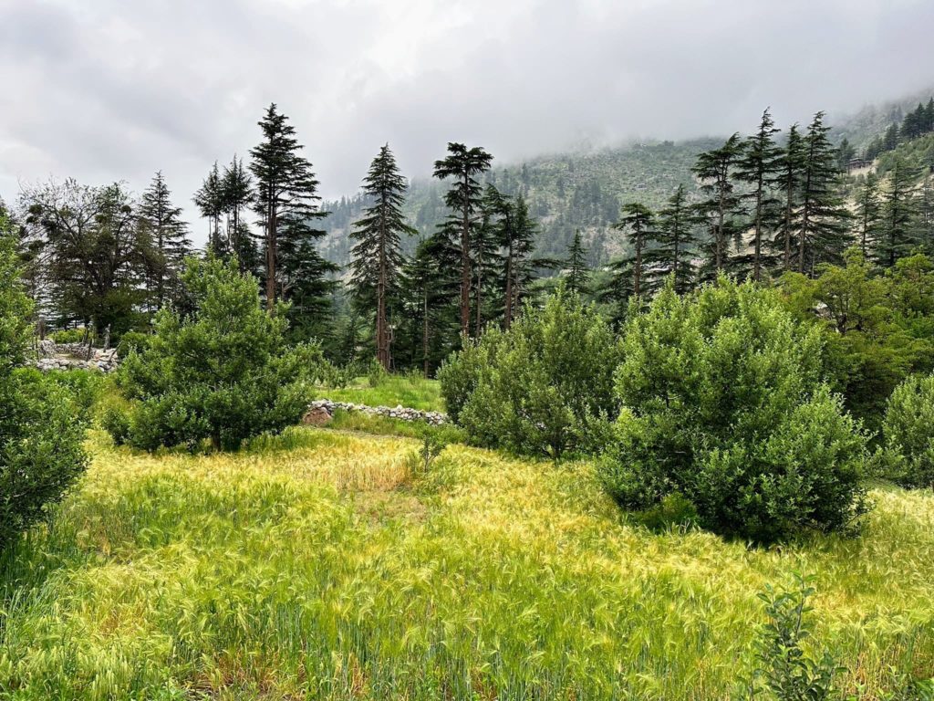 Apple trees among paddy fields of Batseri village of Kinnaur