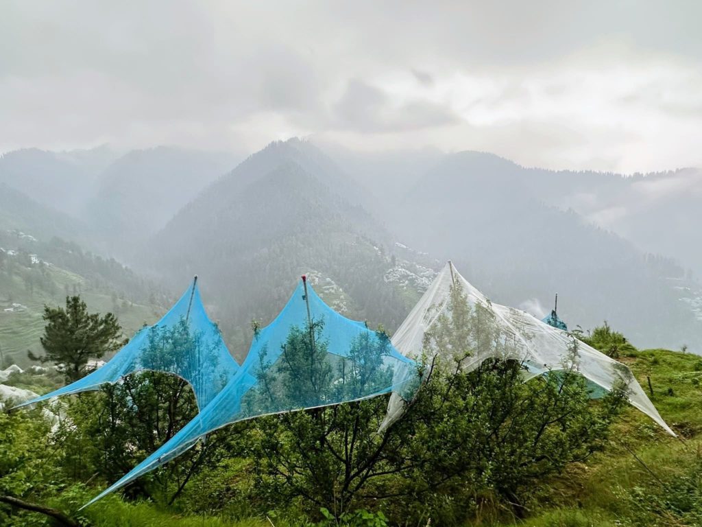 Apple trees covered in anti-hail nets near Narkanda