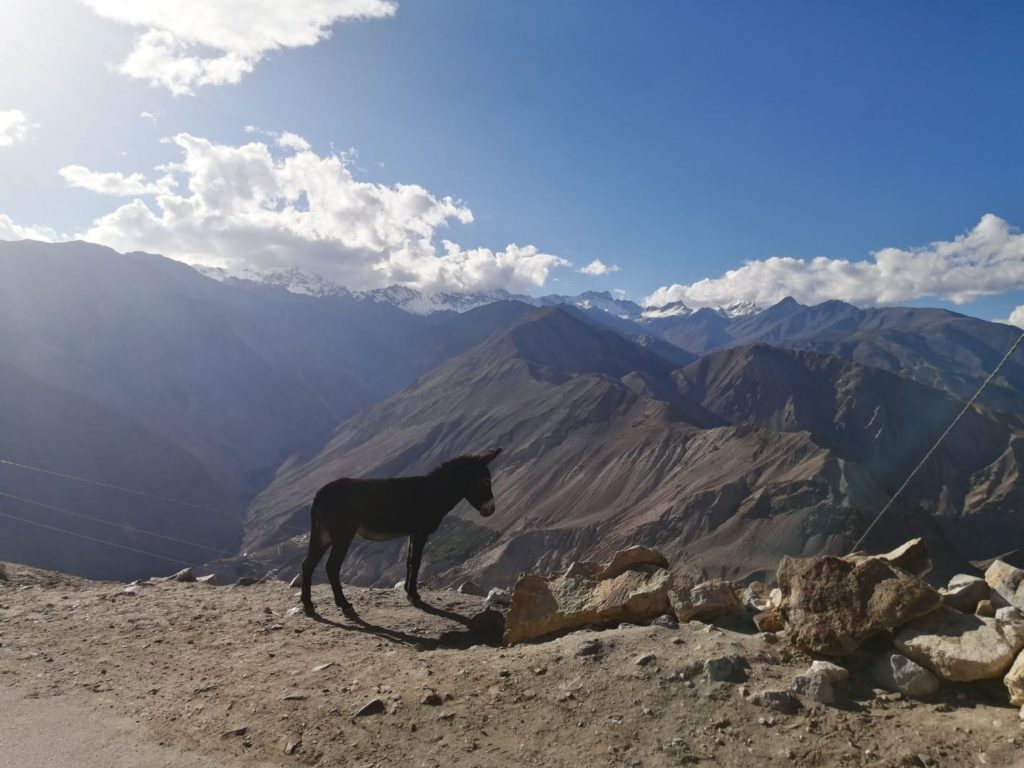 A donkey in Nako