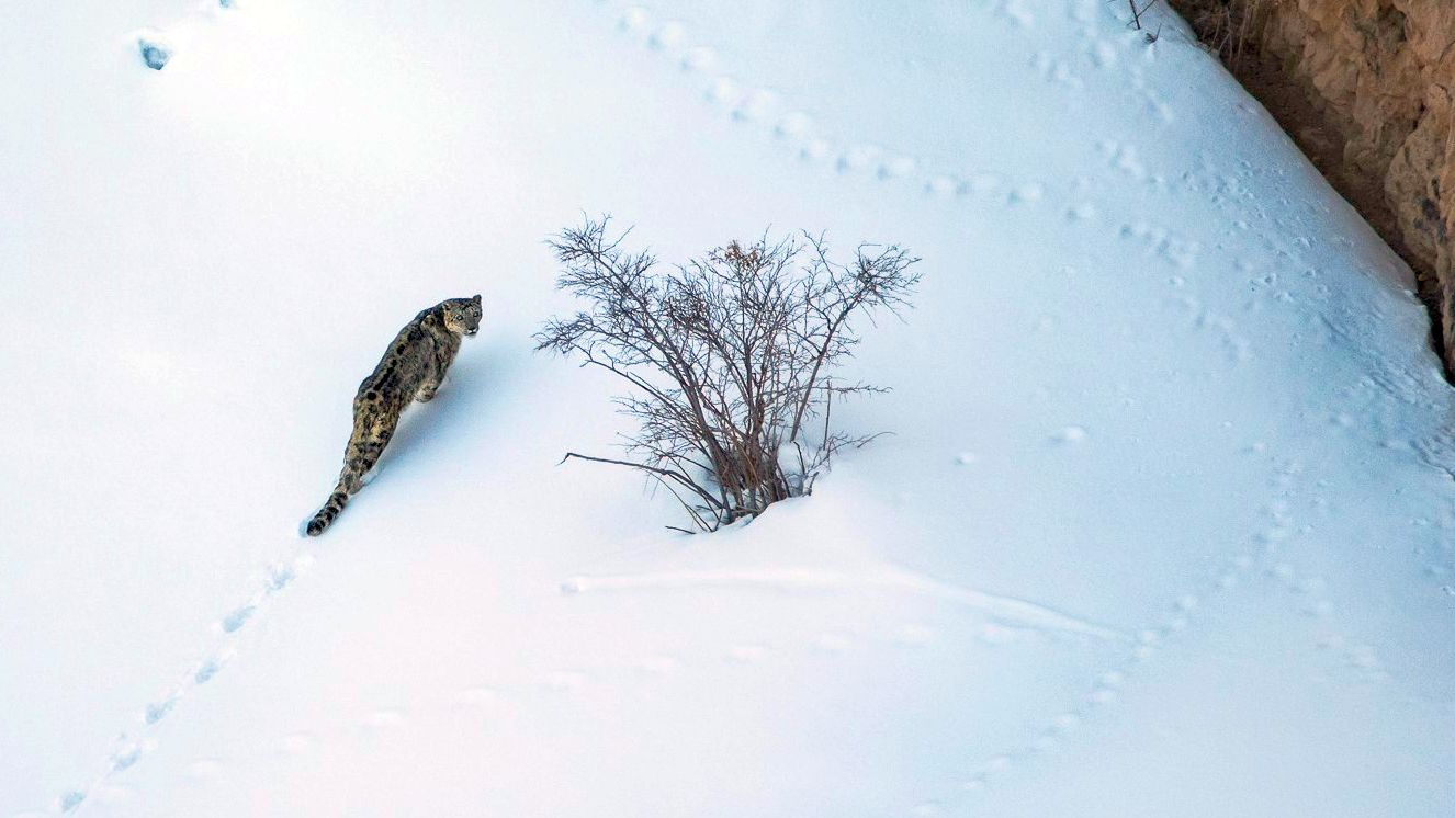 Insights from SPAI Snow Leopard Population Study in Himachal Pradesh