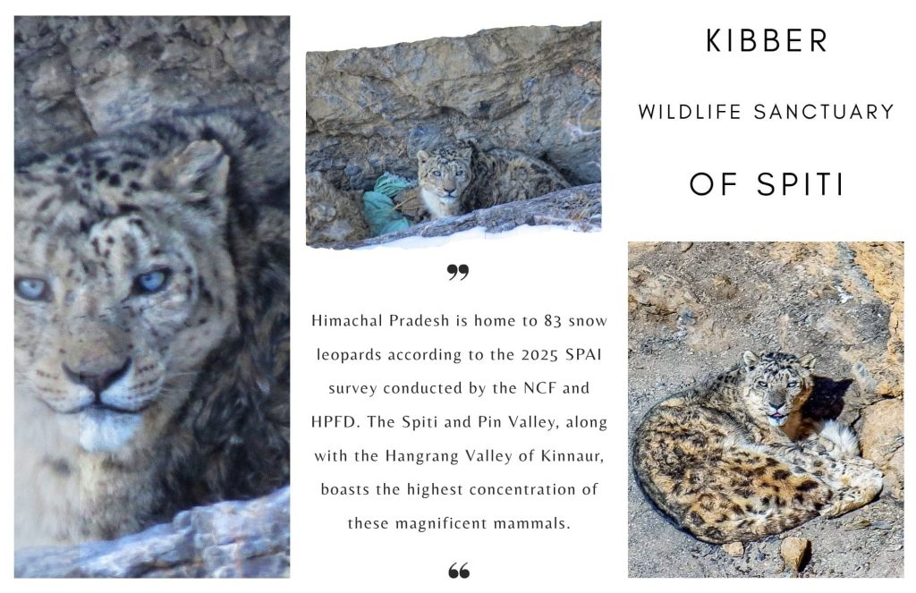 Population and regions of highest density of snow leopards in Himachal Pradesh