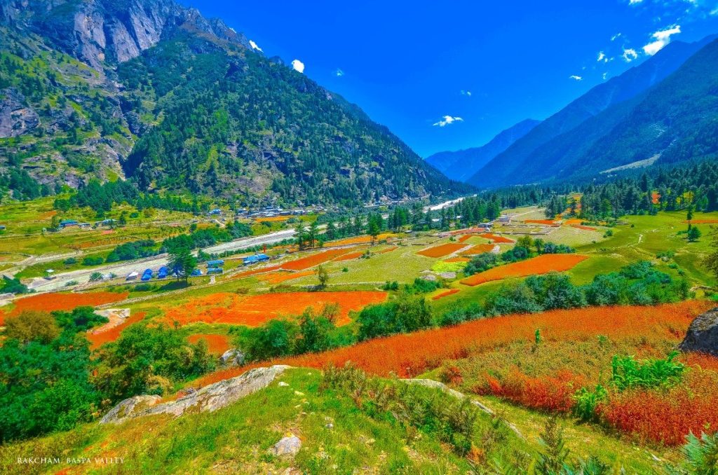Overlooking the buckwheat fields of Rakcham village