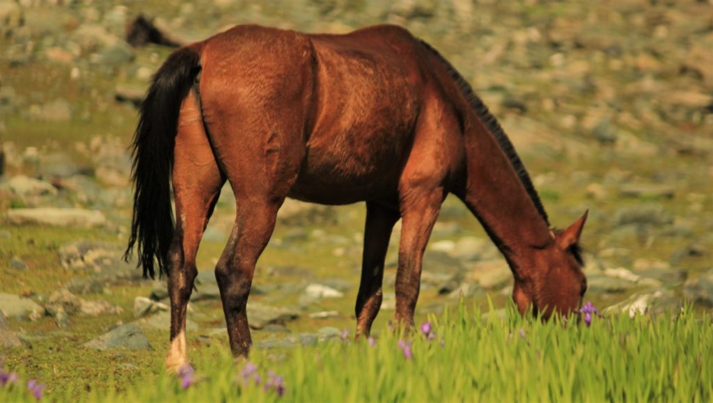 Horses grazing a Tulian Marag - Tulian lake trek