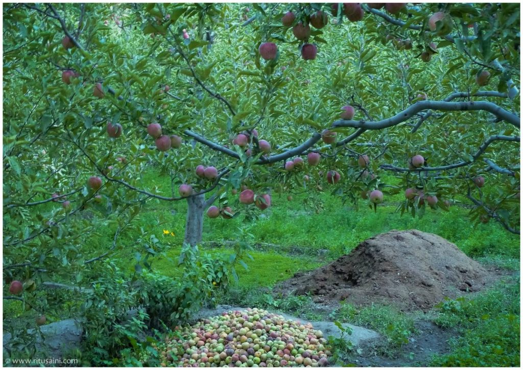 Fruits laden Apple tree in Ropa valley of Kinnaur